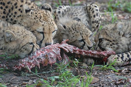 Cheetah cubs eating